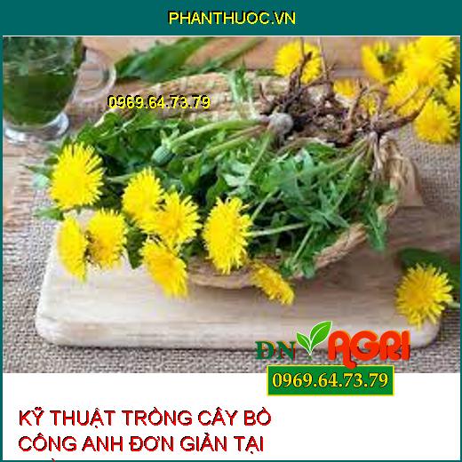 KỸ THUẬT TRỒNG CÂY BỒ CÔNG ANH ĐƠN GIẢN TẠI NHÀ