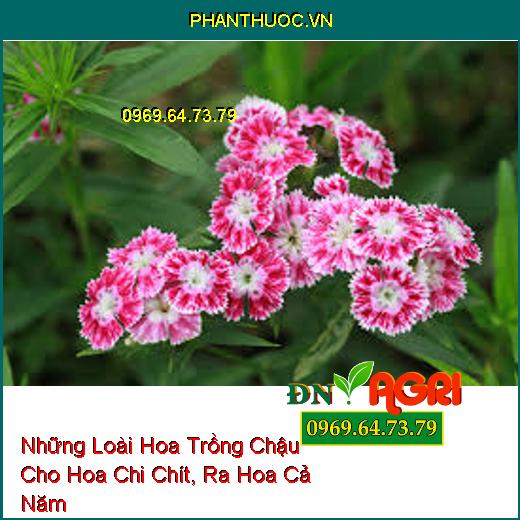 Những Loài Hoa Trồng Chậu Cho Hoa Chi Chít, Ra Hoa Cả Năm