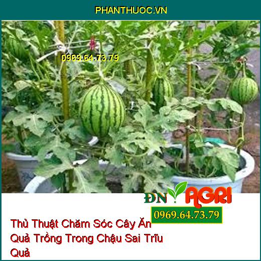 Thủ Thuật Chăm Sóc Cây Ăn Quả Trồng Trong Chậu Sai Trĩu Quả