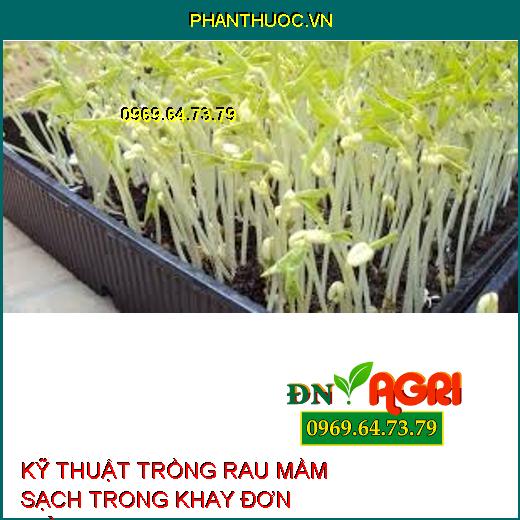 KỸ THUẬT TRỒNG RAU MẦM SẠCH TRONG KHAY ĐƠN GIẢN