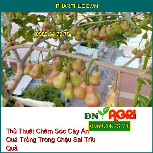 Thủ Thuật Chăm Sóc Cây Ăn Quả Trồng Trong Chậu Sai Trĩu Quả