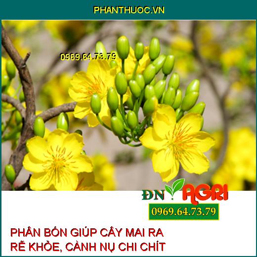 5 loại phân bón tốt nhất cho cây mai sau Tết giúp rễ khỏe năm sau lại đầy hoa