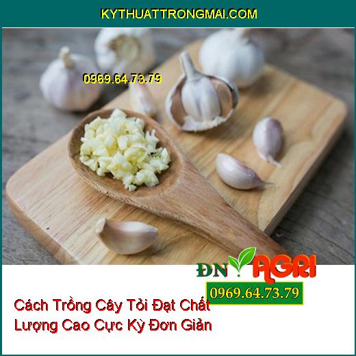 Cách Trồng Cây Tỏi Đạt Chất Lượng Cao Cực Kỳ Đơn Giản