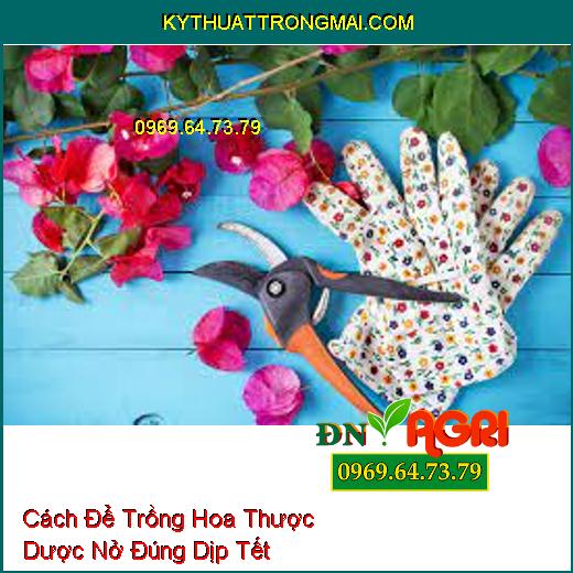 Cách Để Trồng Hoa Thược Dược Nở Đúng Dịp Tết