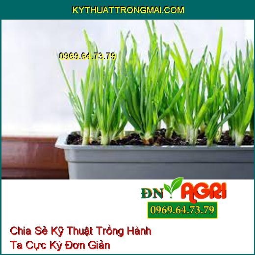 Chia Sẻ Kỹ Thuật Trồng Hành Ta Cực Kỳ Đơn Giản