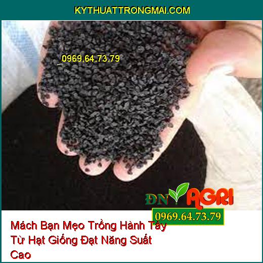 Mách Bạn Mẹo Trồng Hành Tây Từ Hạt Giống Đạt Năng Suất Cao