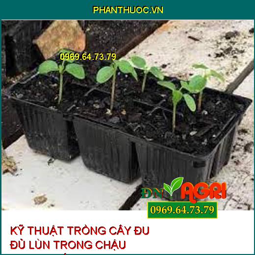 KỸ THUẬT TRỒNG CÂY ĐU ĐỦ LÙN TRONG CHẬU CHƯNG TẾT