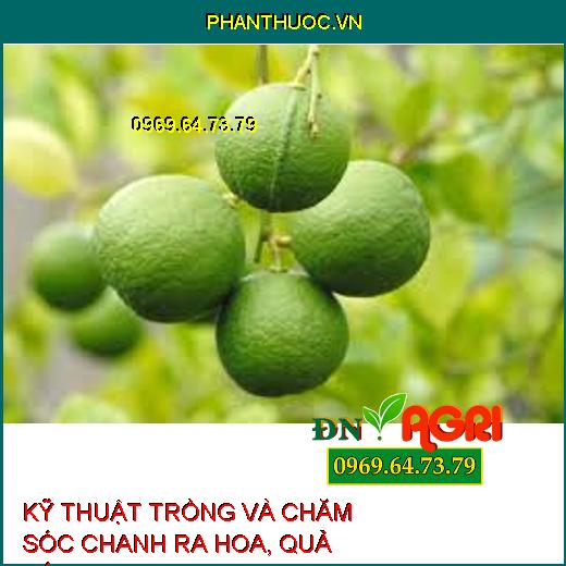 KỸ THUẬT TRỒNG VÀ CHĂM SÓC CHANH RA HOA, QUẢ TỐI ƯU