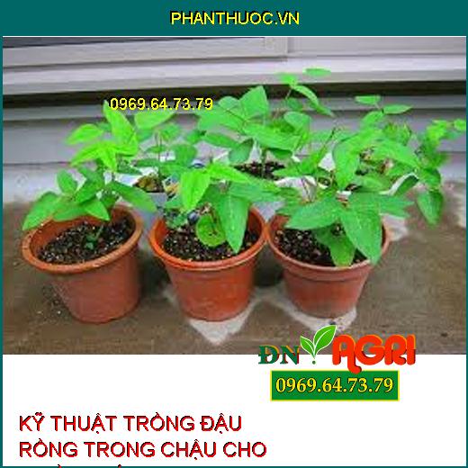 KỸ THUẬT TRỒNG ĐẬU RỒNG TRONG CHẬU CHO NHIỀU TRÁI