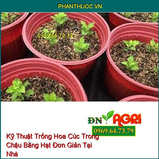 Kỹ Thuật Trồng Hoa Cúc Trong Chậu Bằng Hạt Đơn Giản Tại Nhà