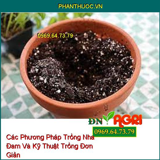 Các Phương Pháp Trồng Nha Đam Và Kỹ Thuật Trồng Đơn Giản