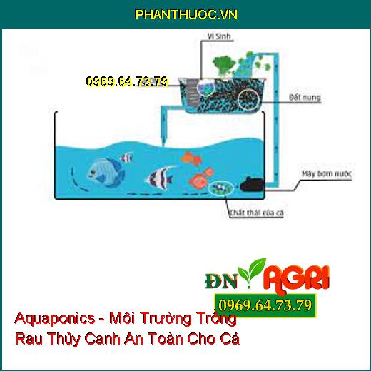 Aquaponics - Môi Trường Trồng Rau Thủy Canh An Toàn Cho Cá