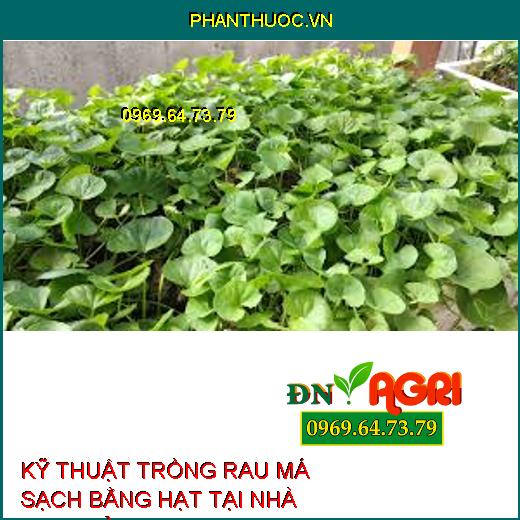 KỸ THUẬT TRỒNG RAU MÁ SẠCH BẰNG HẠT TẠI NHÀ ĐƠN GIẢN