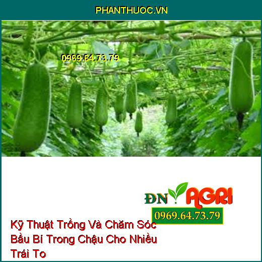 Kỹ Thuật Trồng Và Chăm Sóc Bầu Bí Trong Chậu Cho Nhiều Trái To