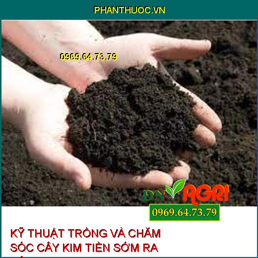 KỸ THUẬT TRỒNG VÀ CHĂM SÓC CÂY KIM TIỀN SỚM RA BÔNG