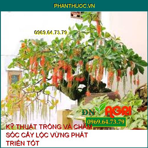 KỸ THUẬT TRỒNG VÀ CHĂM SÓC CÂY LỘC VỪNG PHÁT TRIỂN TỐT