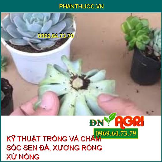 KỸ THUẬT TRỒNG VÀ CHĂM SÓC SEN ĐÁ, XƯƠNG RỒNG XỨ NÓNG