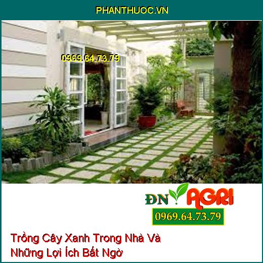 Trồng Cây Xanh Trong Nhà Và Những Lợi Ích Bất Ngờ