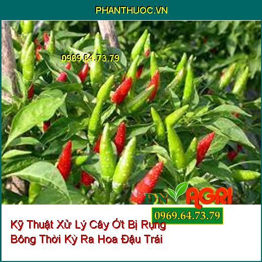 Kỹ Thuật Xử Lý Cây Ớt Bị Rụng Bông Thời Kỳ Ra Hoa Đậu Trái