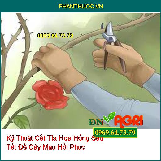 Kỹ Thuật Cắt Tỉa Hoa Hồng Sau Tết Để Cây Mau Hồi Phục