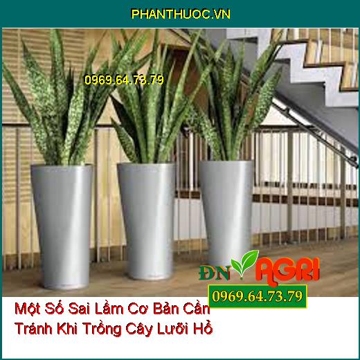 Một Số Sai Lầm Cơ Bản Cần Tránh Khi Trồng Cây Lưỡi Hổ Bạn Đã Biết?