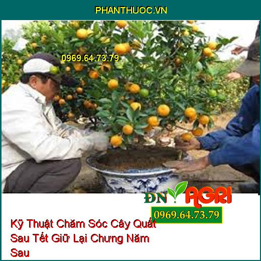 Kỹ Thuật Chăm Sóc Cây Quất Sau Tết Giữ Lại Chưng Năm Sau