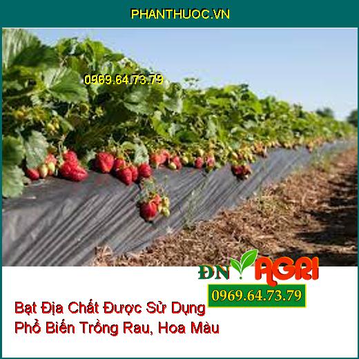 Bạt Địa Chất Được Sử Dụng Phổ Biến Trồng Rau, Hoa Màu