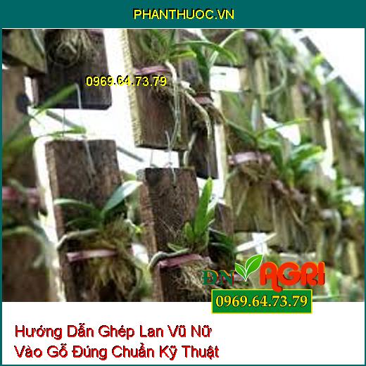 Hướng Dẫn Ghép Lan Vũ Nữ Vào Gỗ Đúng Chuẩn Kỹ Thuật