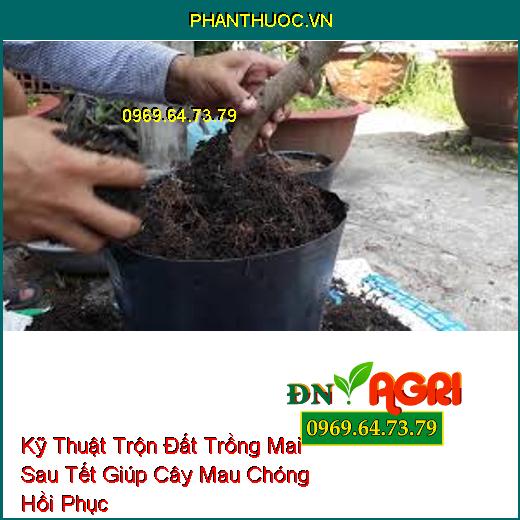 Kỹ Thuật Trộn Đất Trồng Mai Sau Tết Giúp Cây Mau Chóng Hồi Phục