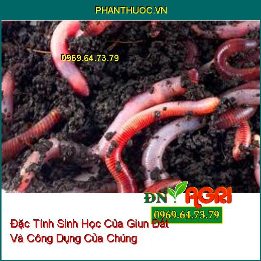 Đặc Tính Sinh Học Của Giun Đất Và Công Dụng Của Chúng