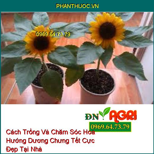 Cách Trồng Và Chăm Sóc Hoa Hướng Dương Chưng Tết Cực Đẹp Tại Nhà