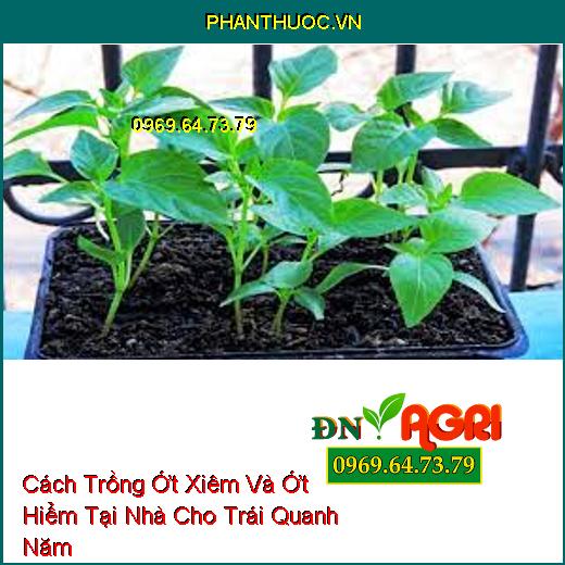 Cách Trồng Ớt Xiêm Và Ớt Hiểm Tại Nhà Cho Trái Quanh Năm 