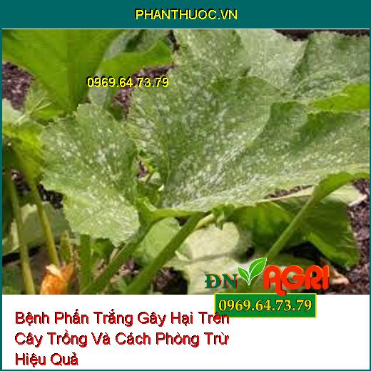 Bệnh Phấn Trắng Gây Hại Trên Cây Trồng Và Cách Phòng Trừ Hiệu Quả