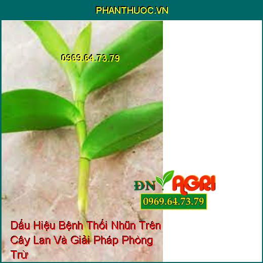 Dấu Hiệu Bệnh Thối Nhũn Trên Cây Lan Và Giải Pháp Phòng Trừ