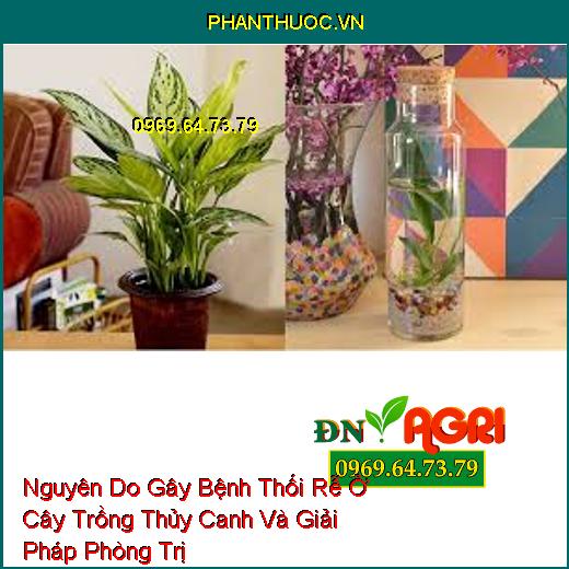 Nguyên Do Gây Bệnh Thối Rễ Ở Cây Trồng Thủy Canh Và Giải Pháp Phòng Trị