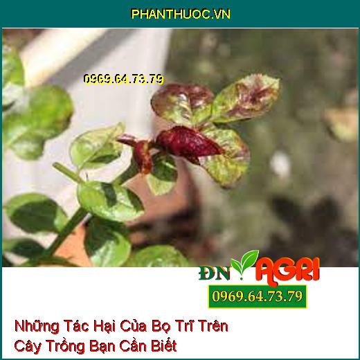 Những Tác Hại Của Bọ Trĩ Trên Cây Trồng Bạn Cần Biết