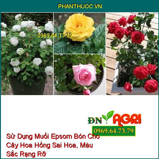 Sử Dụng Muối Epsom Bón Cho Cây Hoa Hồng Sai Hoa, Màu Sắc Rạng Rỡ