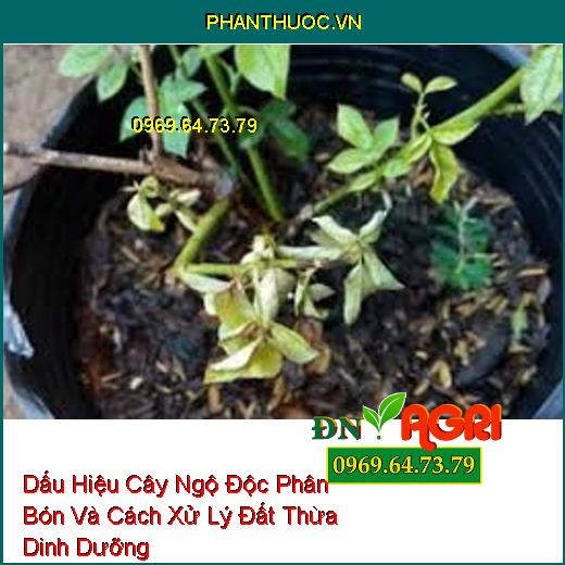 Dấu Hiệu Cây Ngộ Độc Phân Bón Và Cách Xử Lý Đất Thừa Dinh Dưỡng   