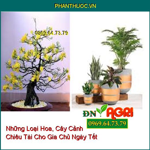 Những Loại Hoa, Cây Cảnh Chiêu Tài Cho Gia Chủ Ngày Tết