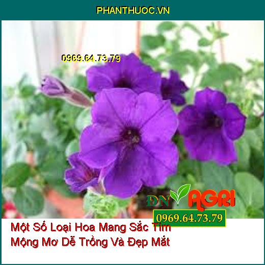 Một Số Loại Hoa Mang Sắc Tím Mộng Mơ Dễ Trồng Và Đẹp Mắt