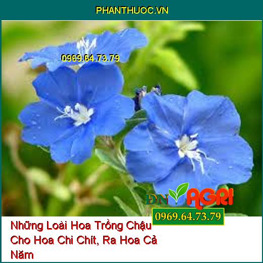 Những Loài Hoa Trồng Chậu Cho Hoa Chi Chít, Ra Hoa Cả Năm