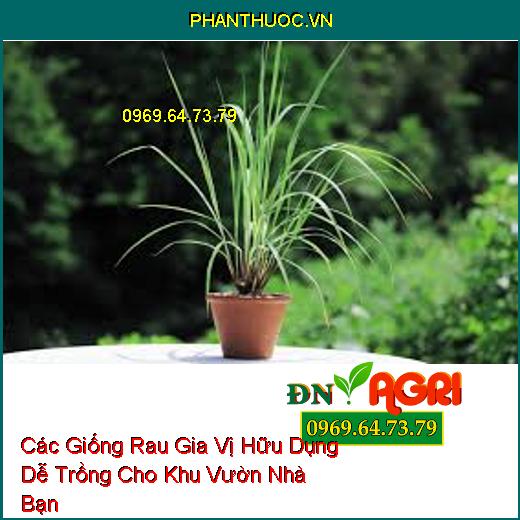 Các Giống Rau Gia Vị Hữu Dụng Dễ Trồng Cho Khu Vườn Nhà Bạn