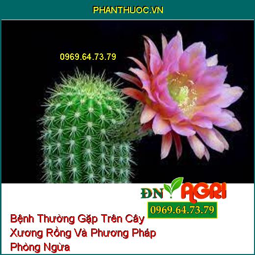 Bệnh Thường Gặp Trên Cây Xương Rồng Và Phương Pháp Phòng Ngừa