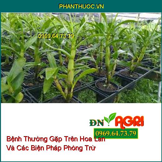 Bệnh Thường Gặp Trên Hoa Lan Và Các Biện Pháp Phòng Trừ