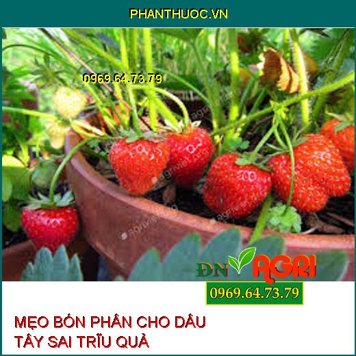 MẸO BÓN PHÂN CHO DÂU TÂY SAI TRĨU QUẢ