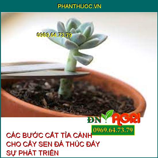 CÁC BƯỚC CẮT TỈA CÀNH CHO CÂY SEN ĐÁ THÚC ĐẨY SỰ PHÁT TRIỂN