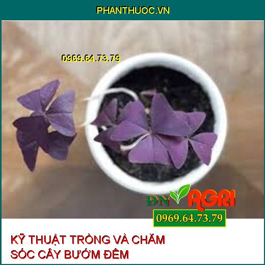 KỸ THUẬT TRỒNG VÀ CHĂM SÓC CÂY BƯỚM ĐÊM 