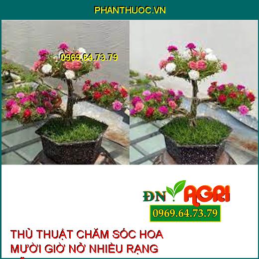 THỦ THUẬT CHĂM SÓC HOA MƯỜI GIỜ NỞ NHIỀU RẠNG RỠ