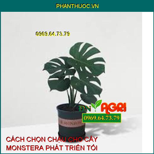 CÁCH CHỌN CHẬU CHO CÂY MONSTERA PHÁT TRIỂN TỐI ƯU