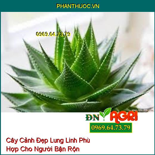 7 Loại Cây Cảnh Đẹp Lung Linh Phù Hợp Cho Người Bận Rộn Không Có Thời Gian Chăm Sóc